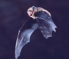 pipistrelle